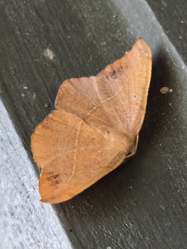 Juniper Geometer Moth