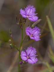 Thysanotus tuberosus tuberosus