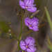Thysanotus tuberosus tuberosus - Photo (c) Chris Clarke, some rights reserved (CC BY), uploaded by Chris Clarke