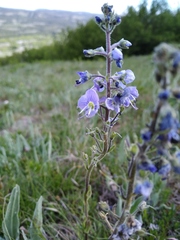 Veronica gentianoides