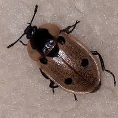 Dendroxena quadrimaculata