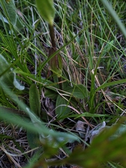 Veronica gentianoides