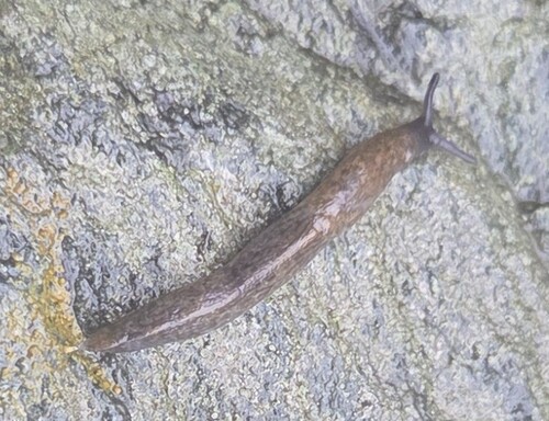 Tandonia budapestensis observed 2026-10-11