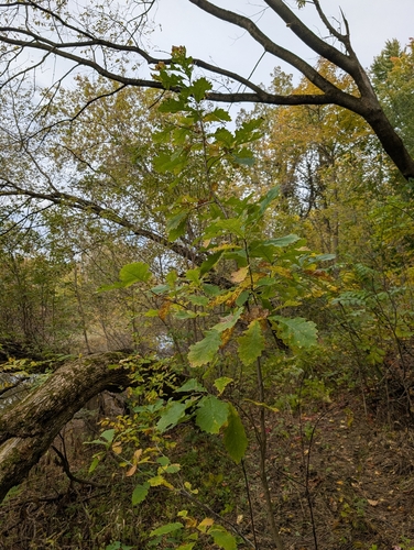 bur oak