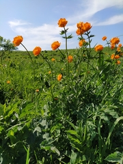 Trollius altaicus
