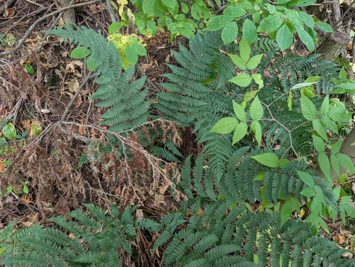 marginal wood fern