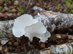 Gloeoporus phlebophorus