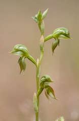 Pterostylis aciculiformis