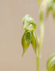 Pterostylis aciculiformis