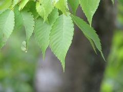 Zelkova serrata