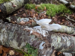 Gloeoporus phlebophorus