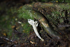 Cantharellus insignis
