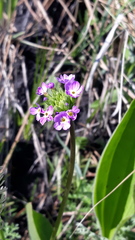 Primula longiscapa