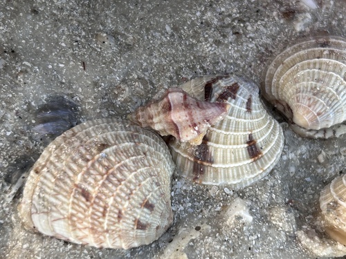 Urosalpinx perrugata, 2026-10-11