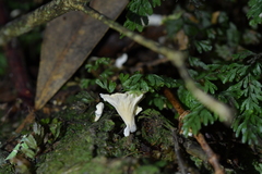 Cantharellus insignis