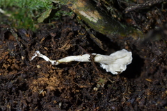 Cantharellus insignis