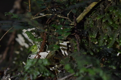 Cantharellus insignis