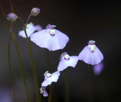 Utricularia grampiana