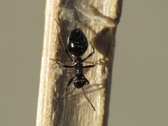 Laurinia camponotideus