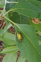 Calliphara nobilis