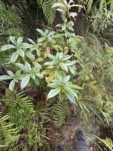 Schima wallichii observed 2026-10-11