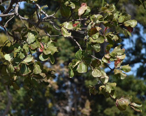Terminalia arenicola observed 2026-08-03