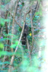 Hierococcyx sparverioides