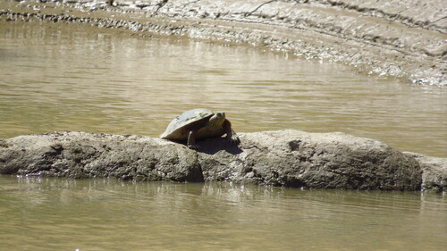 Big Bend Slider