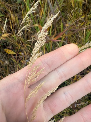 Calamagrostis canadensis observed 2026-10-11