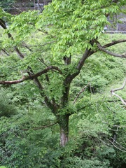 Zelkova serrata