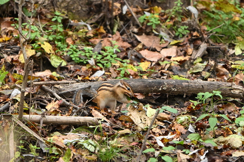 Tamias sibiricus observed 2026-10-12