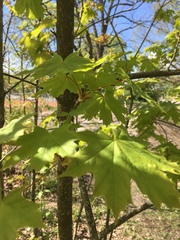 Acer platanoides
