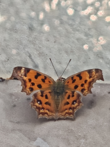 Asian Comma