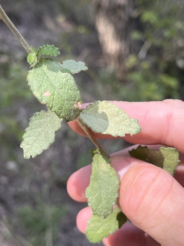 Bernardia myricifolia, 2026-10-11