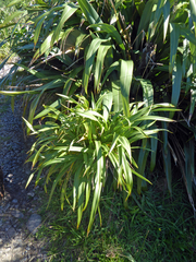Phormium cookianum hookeri