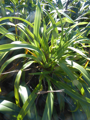 Phormium cookianum hookeri