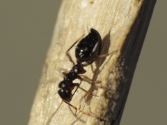 Laurinia camponotideus