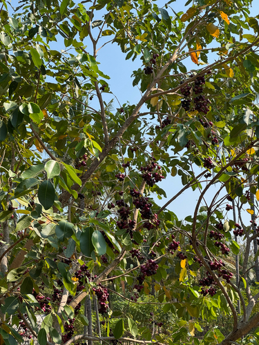 Syzygium cumini observed 2026-10-09