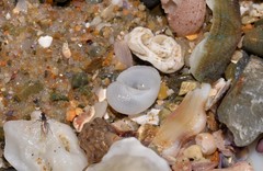 Vanikoro sigaretiformis