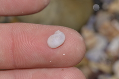 Vanikoro sigaretiformis