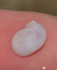 Vanikoro sigaretiformis