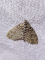 Lobophora halterata