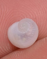 Vanikoro sigaretiformis