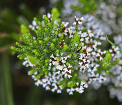 Ozothamnus cupressoides