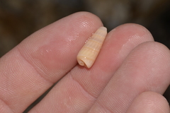 Terebridae