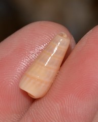 Terebridae