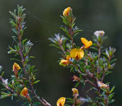 Pultenaea muelleri