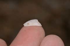 Tugali parmophoidea