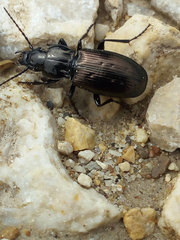 Pterostichus jurinei