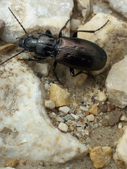 Pterostichus jurinei